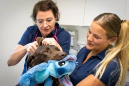 Tierärztin und Tierarzthelferin mit Hund