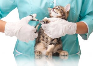 Kleintierpraxis Hattingen - Dr. Brockhaus, Krallen schneiden Katze