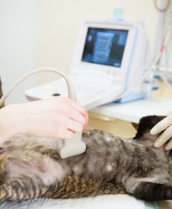 Tierarztpraxis Dr. Brockhaus in Hattingen - Ultraschalluntersuchung Katze