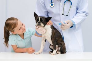 Hund Impfung Boston Terrier - Tierarztpraxis Dr. Brockhaus in Hattingen