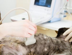 Ultraschall-Katze