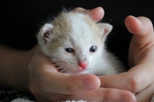 Kleine Katze in der Hand eines Kindes