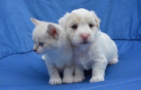 kitten-puppy