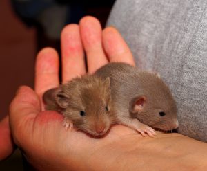 Kleine Ratten in der Hand