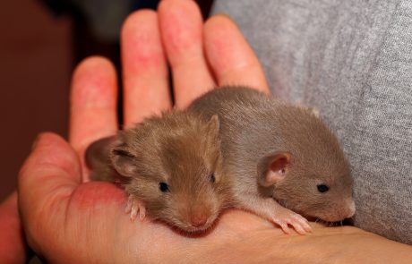 Kleine Ratten in der Hand