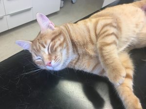 Charly ganz ruhig- Katze Tierarztpraxis Dr. Brockhaus