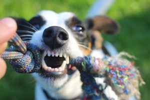 Hund Zahnhygiene Tierarztpraxis Hattingen