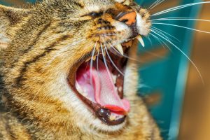 Katze Zahnhygiene - Tierarztpraxis Dr. Brockhaus in Hattingen