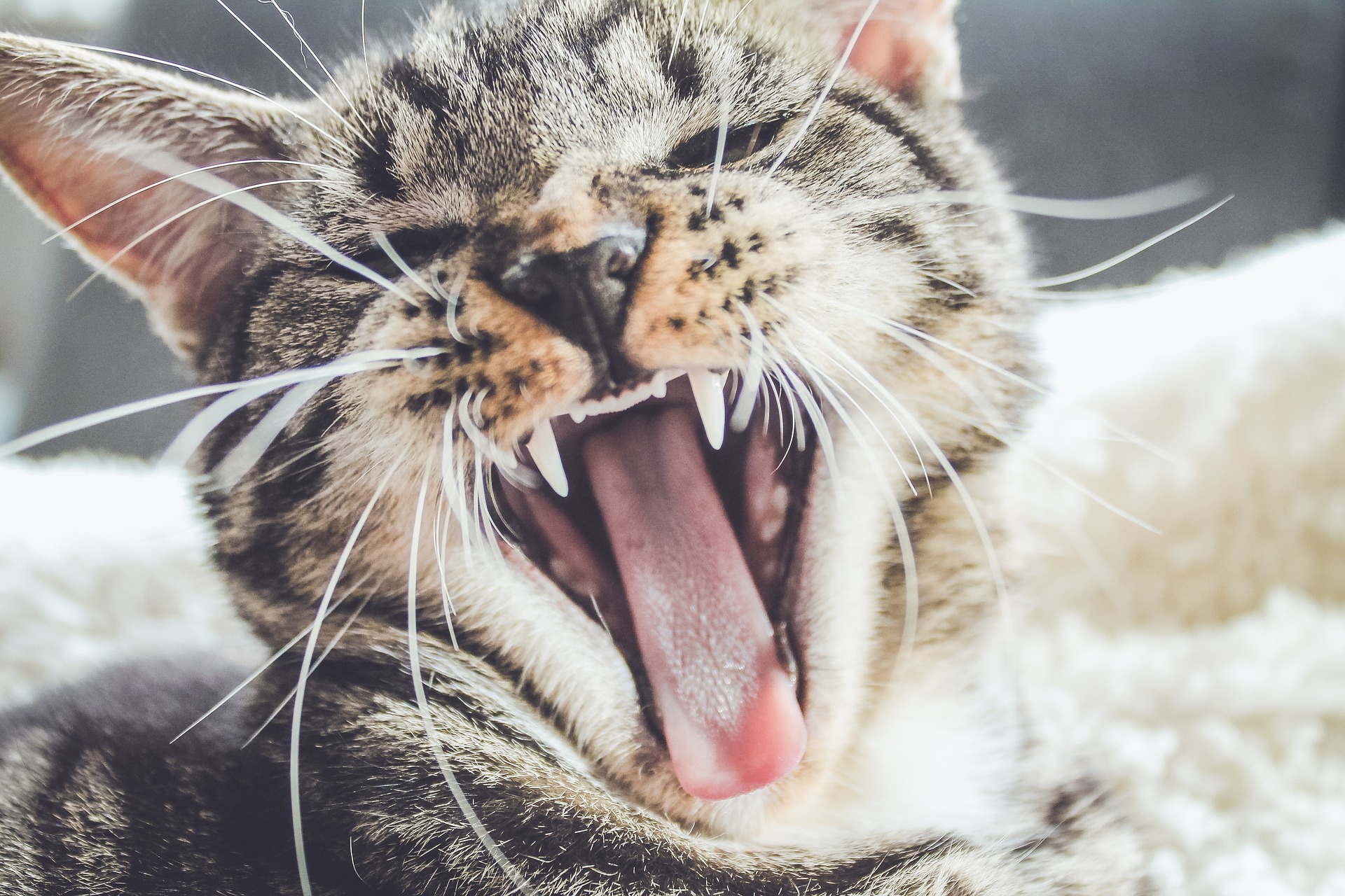 Katze Zähne Zahnheilkunde Tiermedizin Dr. Brockhaus in Hattingen
