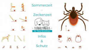 Sommerzeit - Zeckenzeit: wichtige Informationen zum Thema Zecken, Erkrankungen und Schutzmaßnahmen von Tierarzt Dr. Brockhaus in Hattingen