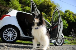 Hunde Hitze Auto - Tierarzt Dr. Brockhaus