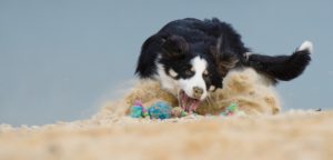Baden mit dem Hund: So wird der Strandurlaub für Mensch & Hund zum ungetrübten Vergnügen