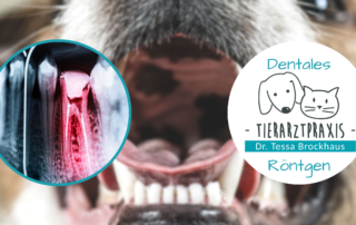 Dentales digitales Röntgen Tierarzt Dr Brockhaus in Hattingen