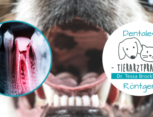 Digitales dentales Röntgen in der Tierarztpraxis