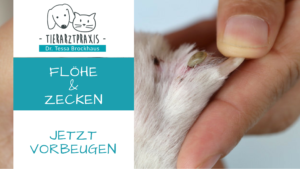 Vorsorge Flöhe und Zecken Tierarzt Brockhaus in Hattingen