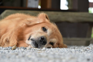 Durchfall Hund tierarzt Foto Freepik Skynetgame
