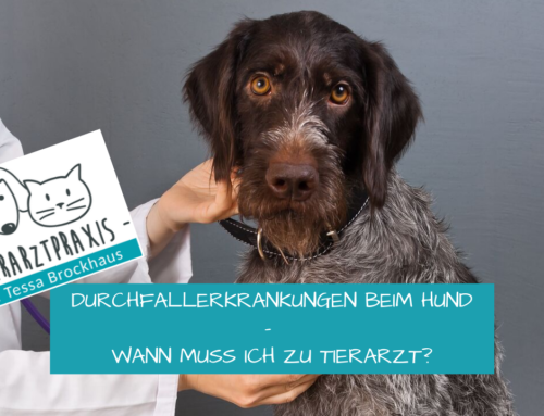 Durchfallerkrankungen beim Hund- wann muss ich zu Tierarzt?