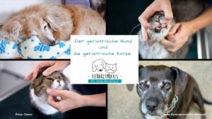 Geriatrie und Früherkennung Katzen und Hunde Tierarzt Doktor Brockhaus in Hattingen
