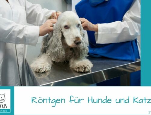 Röntgen für Hunde und Katzen