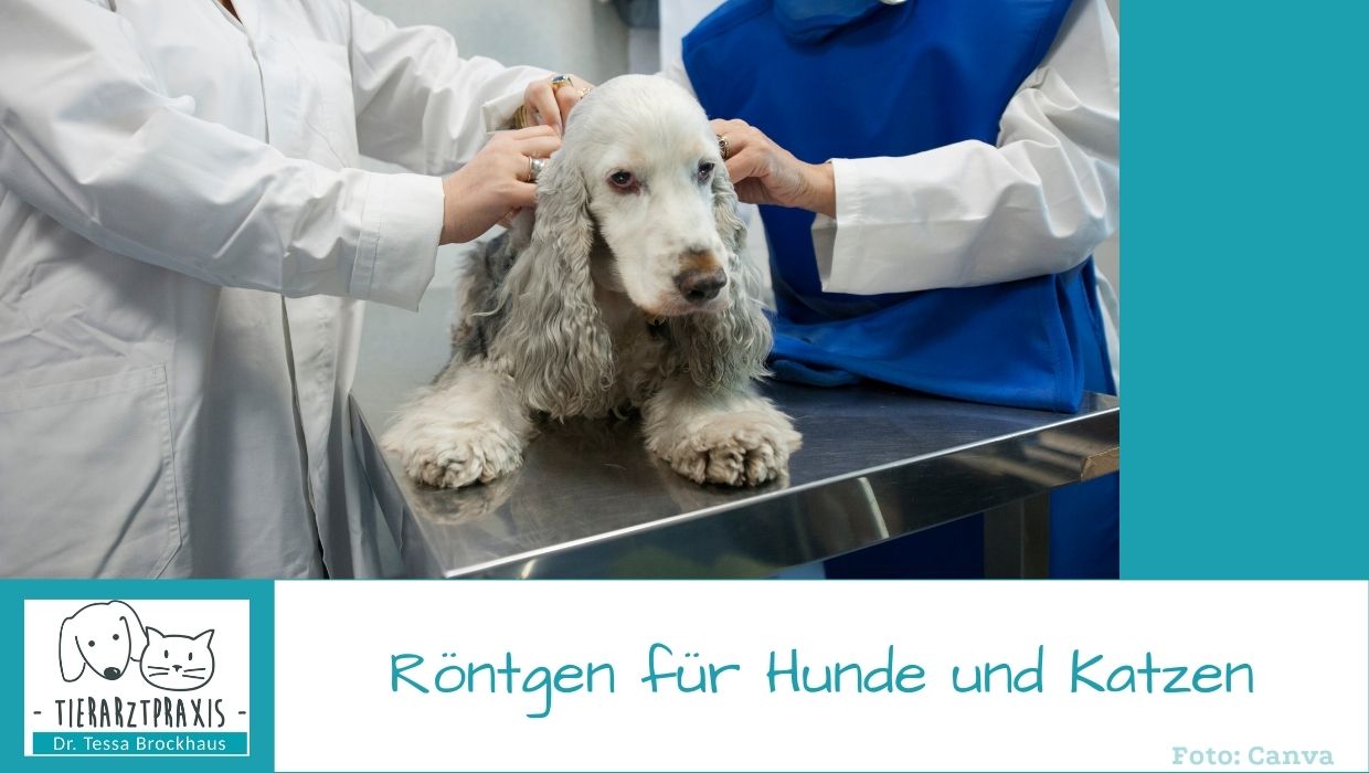 Rönten in der Tierarztpraxis Hattingen für Hunde und Katzen