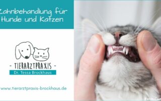 Zahnbehandlung für Hunde und Katzen in Hattingen