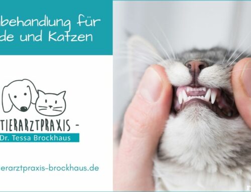 Zahnbehandlung für Hunde und Katzen in Hattingen