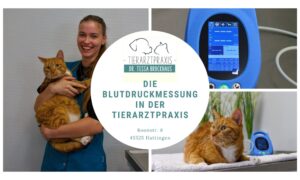 Blutdruckmessung in der Tierarztpraxis - Dr Brockhaus in Hattingen