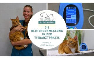Blutdruckmessung in der Tierarztpraxis - Dr Brockhaus in Hattingen